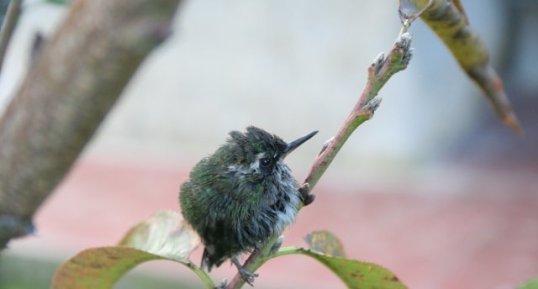 Petit colibri