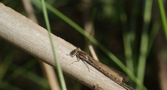 Sympecma fusca