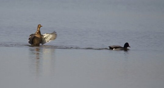 Couple de canards colvert