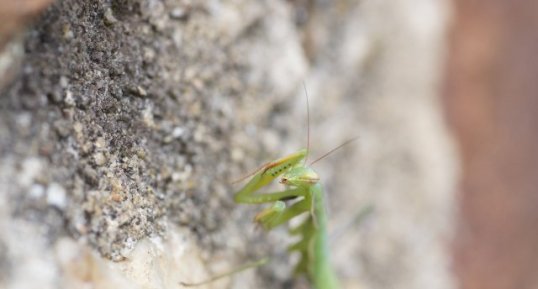 Mante méticuleuse