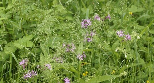 Silene fleur de coucou