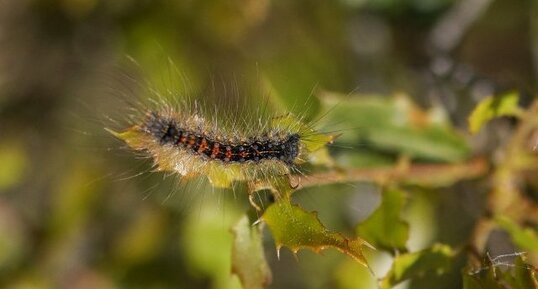 Chenille de Bombyx disparate