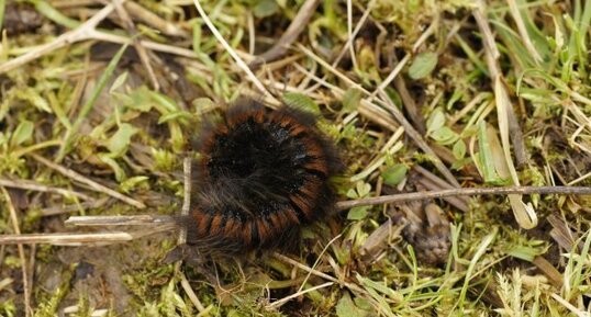 Chenille du Bombyx de la ronce