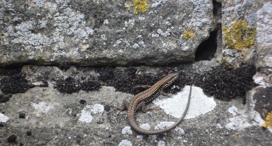 Lézard qui fait bronzette