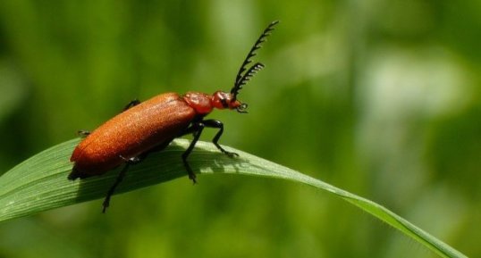 Le Cardinal rouge (1)