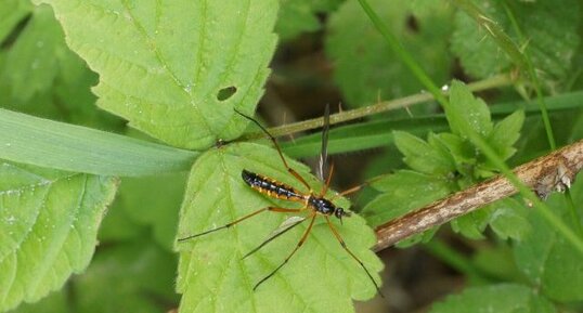 Lunatipula sp. ?