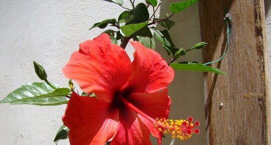 Hibiscus rosa sinensis