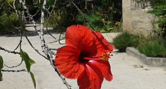 Hibiscus rosa-sinensis