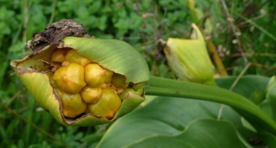 Fruits de l'arum