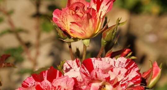 Rose... tâchetée