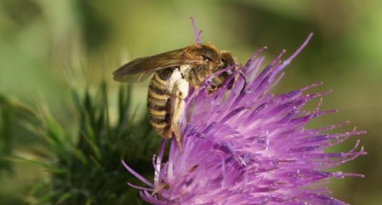 Halictus scabiosae