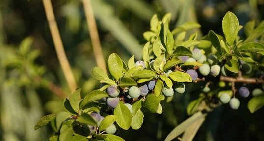 Eglantier en fruit