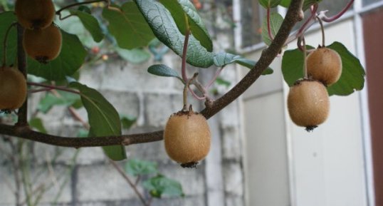 Fruit de Actinidia de Chine (kiwier) _ Actinidia chinensis