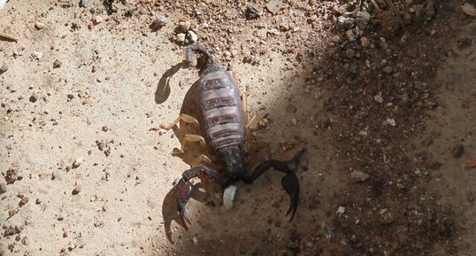 Scorpion à queue jaune, scorpion à pattes jaunes, Euscorpius flavicaudis