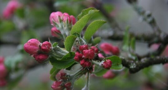 Bourgeons de pommier