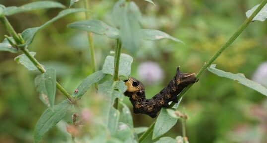 Chenille du Grand ou Petit Sphinx de la Vigne