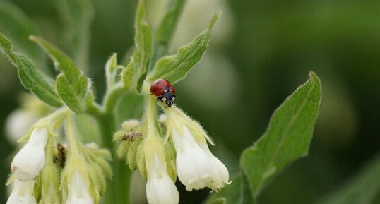 Coccinelle à 7 points accompagnée d'un punaise miridée sur une Consoude (…)