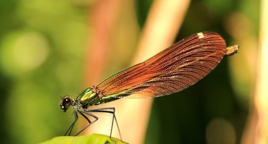 Calopteryx virgo