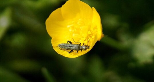 Oedemera sp.