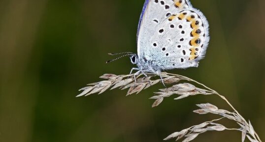 Plebejus argyrognomon