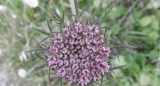 Fleur de carotte sauvage (Daucus carota)