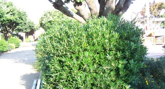 Pittosporum