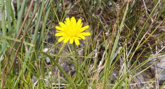 Azuré du baguenaudier