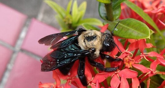 Abeille charpentière brésilienne