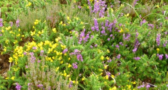 Lande d'été : bruyère et ajonc nain