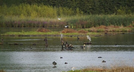 Site Ornithologique des Cinq Tailles