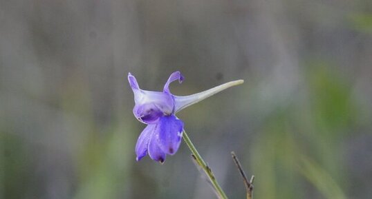 Pied d'alouette - Delphinium