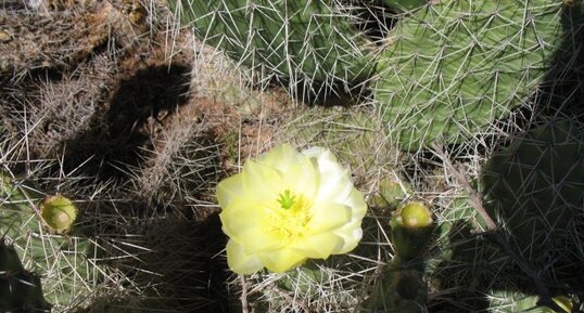 Cactus en fleur