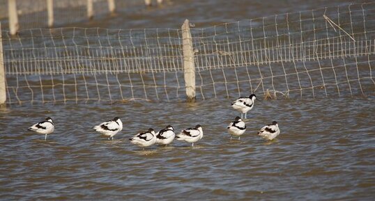 Avocettes élégantes