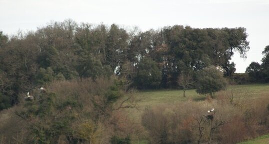 Cigogne blanche