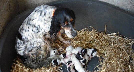 Setter anglais et ses petits