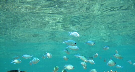 Demoiselles (Chromis viridis)