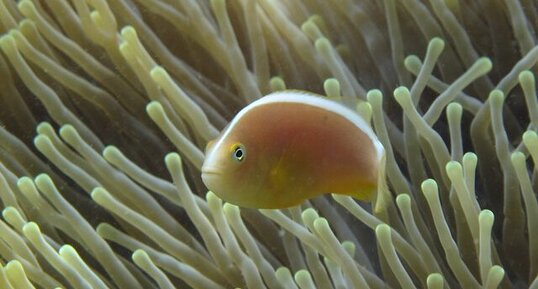 Poisson-clown (Amphiprion akallopisos) et son anémone