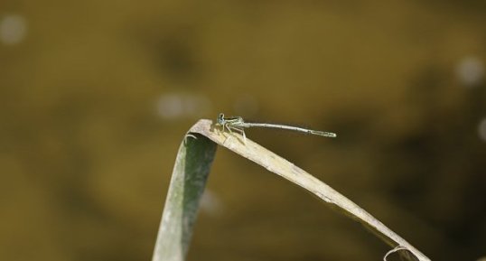 Agrion blanchâtre