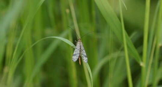 Panorpa vulgaris femelle