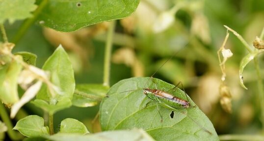 Conocephalus dorsalis mâle