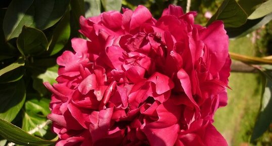 Pivoine arbustive rouge