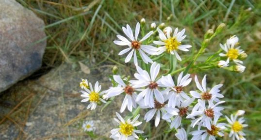 Aster à feuilles d'orpin