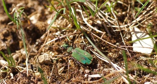 Cicindela campestris - sous réserve