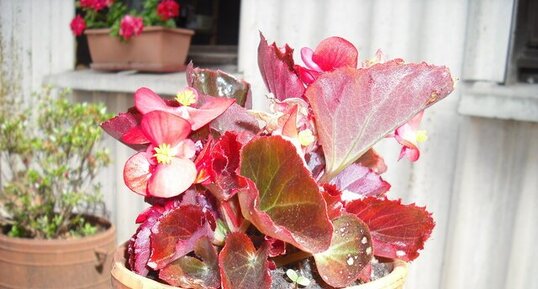 Begonia semperflorens