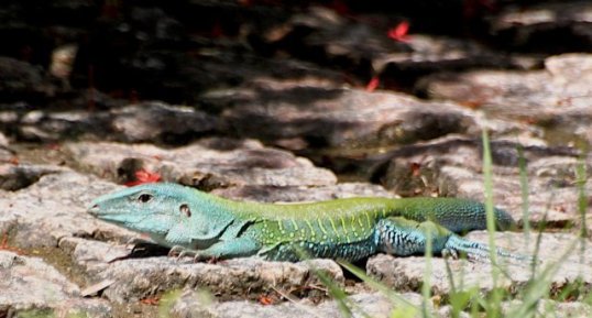 Lézard vert au soleil