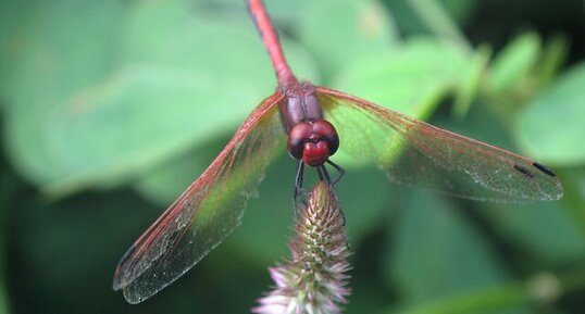 Libellule (Anisoptera)