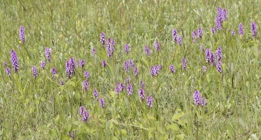 Dactylorhizas sp.