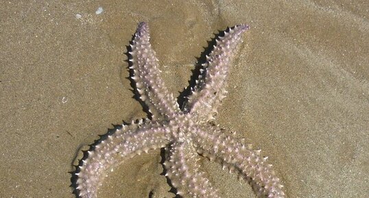 Etoile de mer commune (asterias rubens)