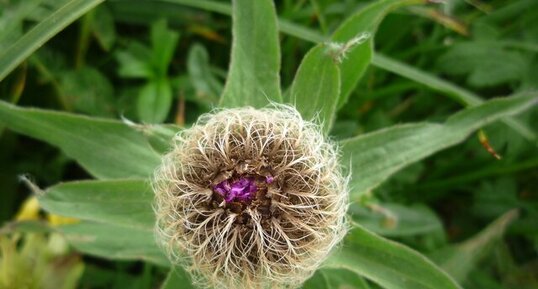 Centaurée des montagnes (bouton)