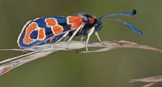 Zygaena Fausta